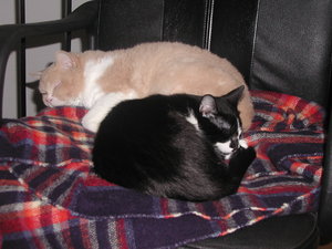 2cats1chair2.JPG
