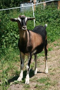 Lonely 3 Juni 2010.jpg