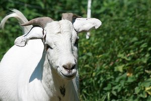 Otto 2 Juni 2010.jpg