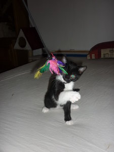 Wotan und seine Spielangel 004.jpg