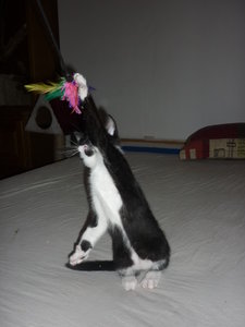 Wotan und seine Spielangel 006.jpg