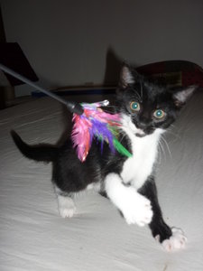 Wotan und seine Spielangel 008.jpg