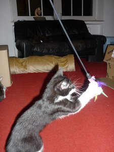 Wotan und seine Spielangel 014.jpg