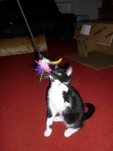 Wotan und seine Spielangel 017.jpg