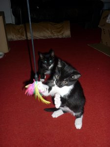 Wotan und seine Spielangel 020.jpg