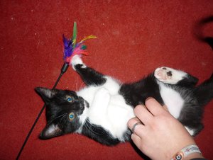 Wotan und seine Spielangel 022.jpg