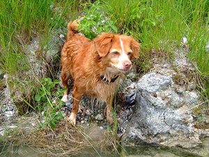 Sally Österreich.jpg