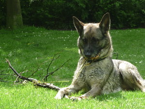 mit Vanda an der Ems- Pfingsten 2010 090.jpg