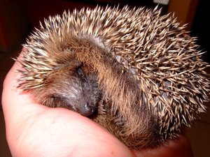 Igelbaby2.jpg