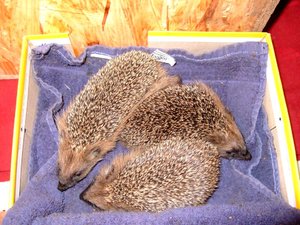 Igelbabies.jpg