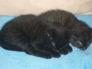 katzenbabys 001.JPG