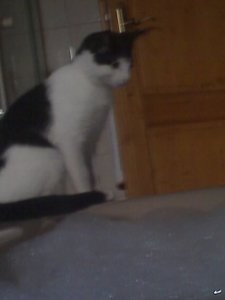 Mütze der Schaumschläger 008.JPG