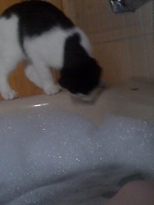 Mütze der chaumschläger 007.JPG