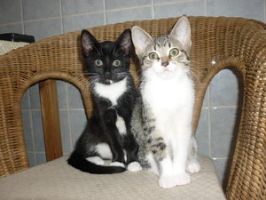 Snorri und Pepper (12 Wochen) 016.jpg