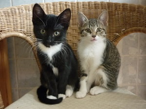 Snorri und Pepper (12 Wochen) 019.jpg