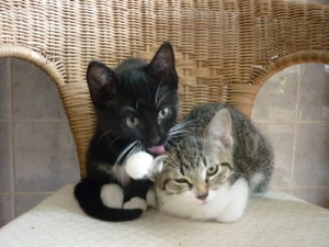 Snorri und Pepper (12 Wochen) 021.jpg