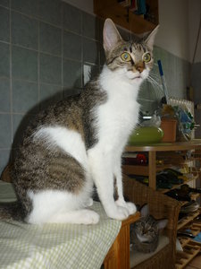 Rasselbande beim Mittagsschlaf 011.jpg