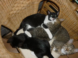 Rasselbande beim Mittagsschlaf 014.jpg