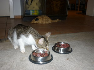 Es gab Kalbsherz--Premiere 007.jpg