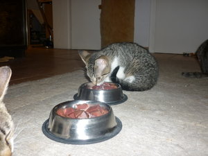 Es gab Kalbsherz--Premiere 005.jpg