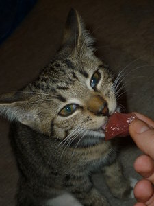 Es gab Kalbsherz--Premiere 011.jpg