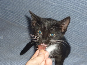 Es gab Kalbsherz--Premiere 013.jpg