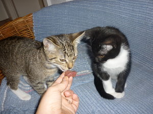 Es gab Kalbsherz--Premiere 017.jpg