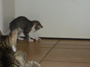 Es gab Kalbsherz--Premiere 023.jpg