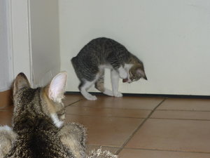 Es gab Kalbsherz--Premiere 024.jpg