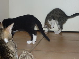 Es gab Kalbsherz--Premiere 026.jpg