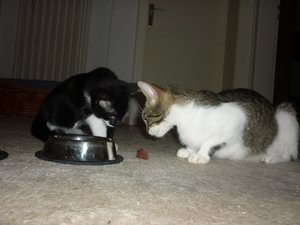 Es gab Kalbsherz--Premiere 050.jpg