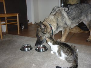 Es gab Kalbsherz--Premiere 060.jpg