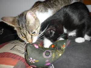 Baldriankissen 003.jpg