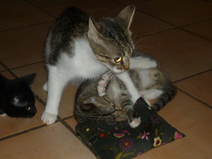 Baldriankissen 007.jpg