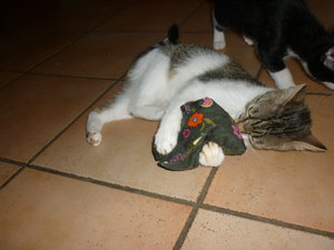 Baldriankissen 009.jpg