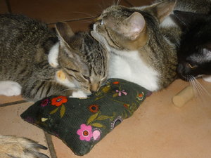 Baldriankissen 013.jpg