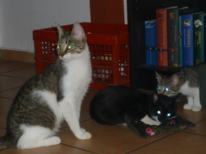 Baldriankissen 017.jpg