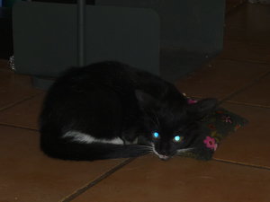 Baldriankissen 021.jpg