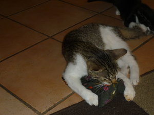 Baldriankissen 027.jpg