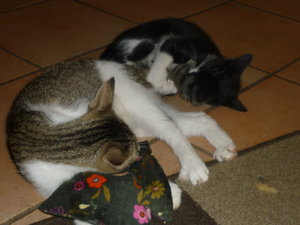 Baldriankissen 030.jpg