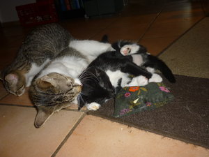 Baldriankissen 036.jpg