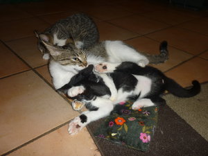 Baldriankissen 037.jpg