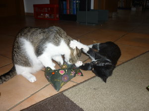 Baldriankissen 042.jpg