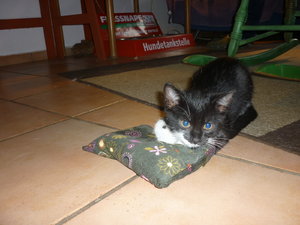 Baldriankissen 044.jpg