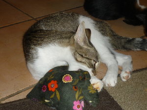 Baldriankissen 029.jpg