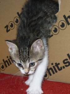 07.08.2010  (6 Wochen) 039.jpg