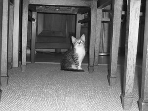 7 Wochen (3) 001.jpg