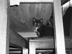 7 Wochen (3) 002.jpg