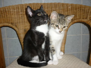 Snorri und Pepper (12 Wochen) 012.jpg