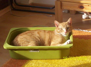 Milou i.d.Kiste 2.JPG